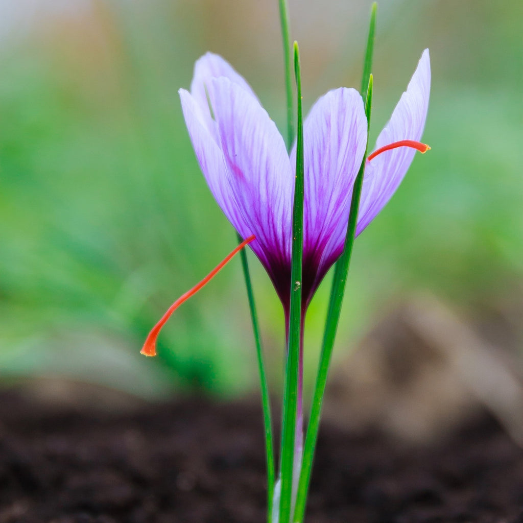 Safran - Maj måneds krydderi